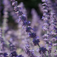 Lavender Serenity Soak