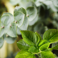Eucalyptus Mint Moringa Muscle Soak