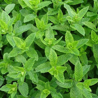 Tea Tree Mint