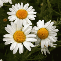 Roman Chamomile