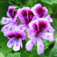 Rose Geranium