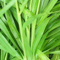 Vetiver