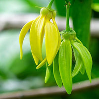 Ylang Ylang