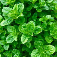 Oregano