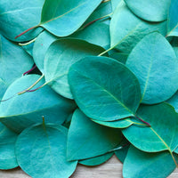 Eucalyptus