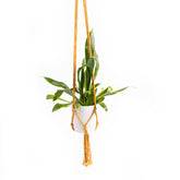 Cotton Rope Plant Hanger