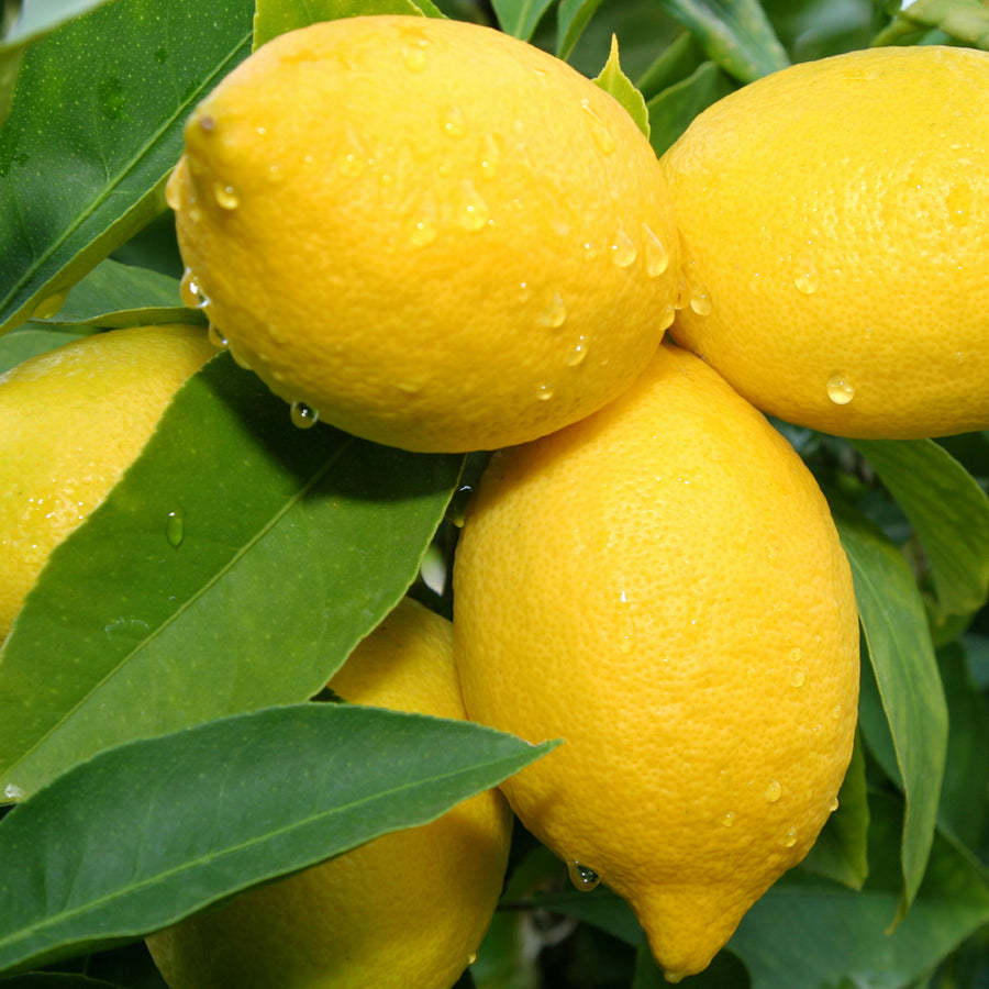 Lemon Verbana