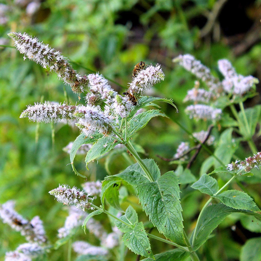 Peppermint Oil