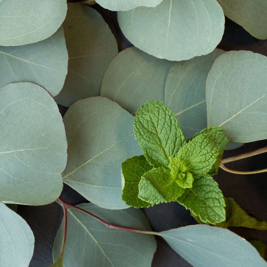 Eucalyptus Mint