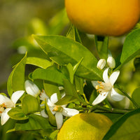 Grapefruit Jasmine