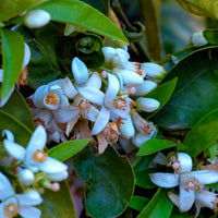 Neroli