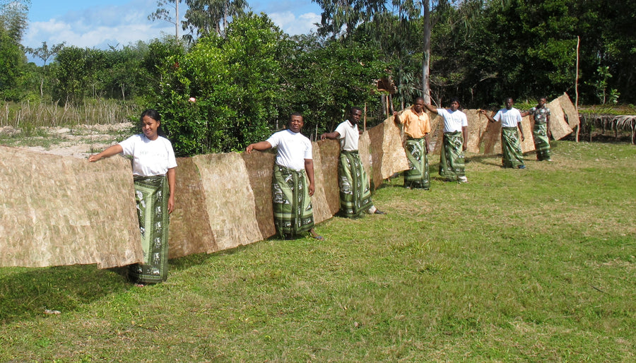 Sustainable Innovation: How Ta’na’na Fights Deforestation in Madagascar