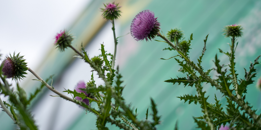 Stronger Together: Meet the Board Helping Lead Thistle Farms Forward