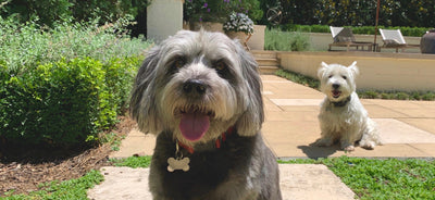 Essential Oil Dog Freshening Spray with Thistle Farms EOs