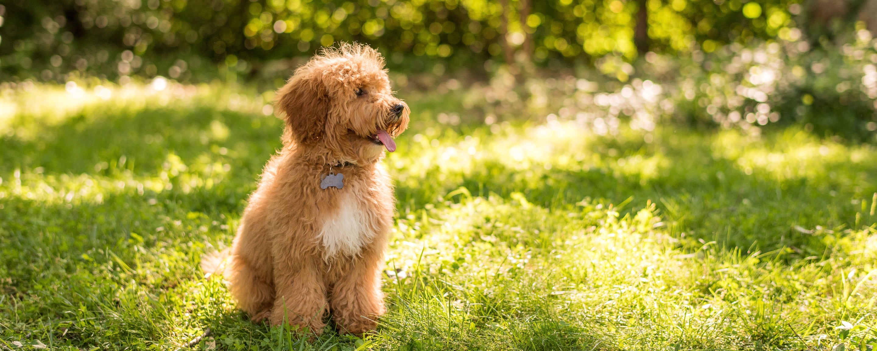 Calming a Nervous Dog with Thistle Farms Essential Oils - Thistle Farms