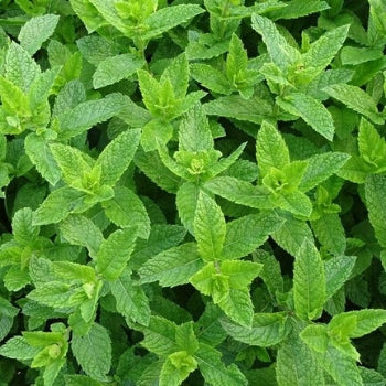Spearmint Oil