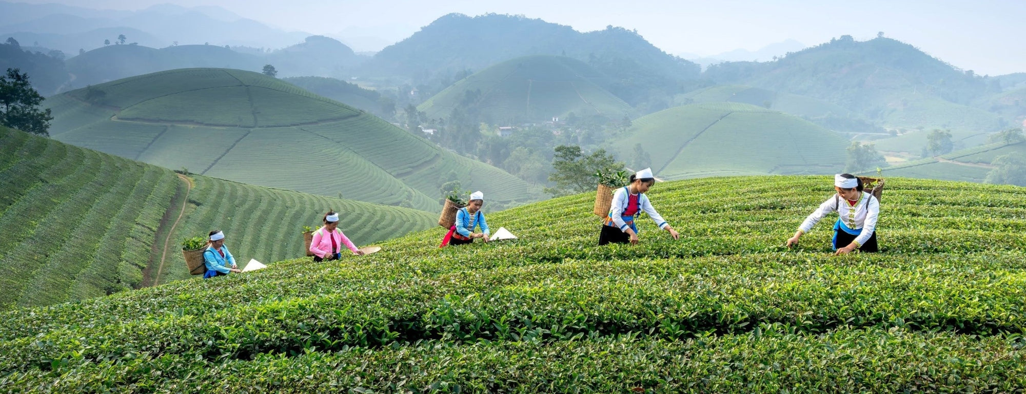 Exploring Ethically Sourced Teas: The Impact on Farmers and the